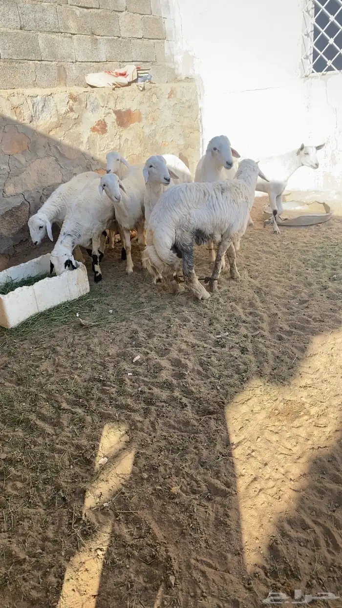 تيوس وخرفان 10