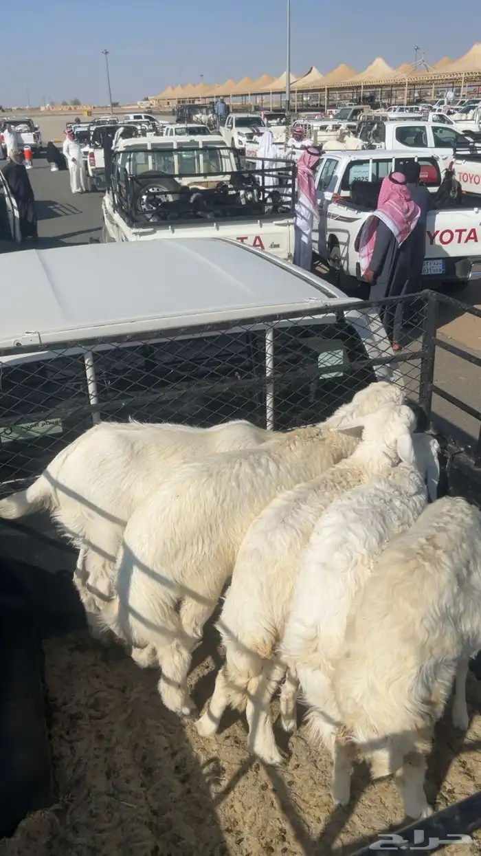 تيس مخصي هولندي وطلي جبر وثلاث رخال للبيع ع السوم 0