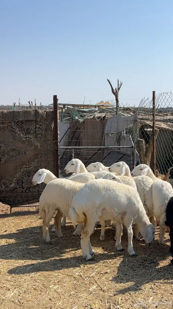 رخال صنف طيبه ( تم البيع ) 0