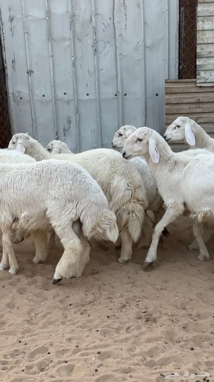 ذبايح حريات 1