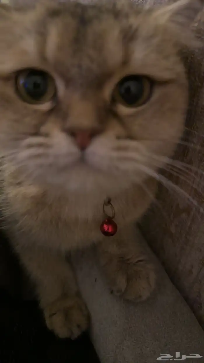 للبيع قطة سكوتش ستريت شانشيلا 3