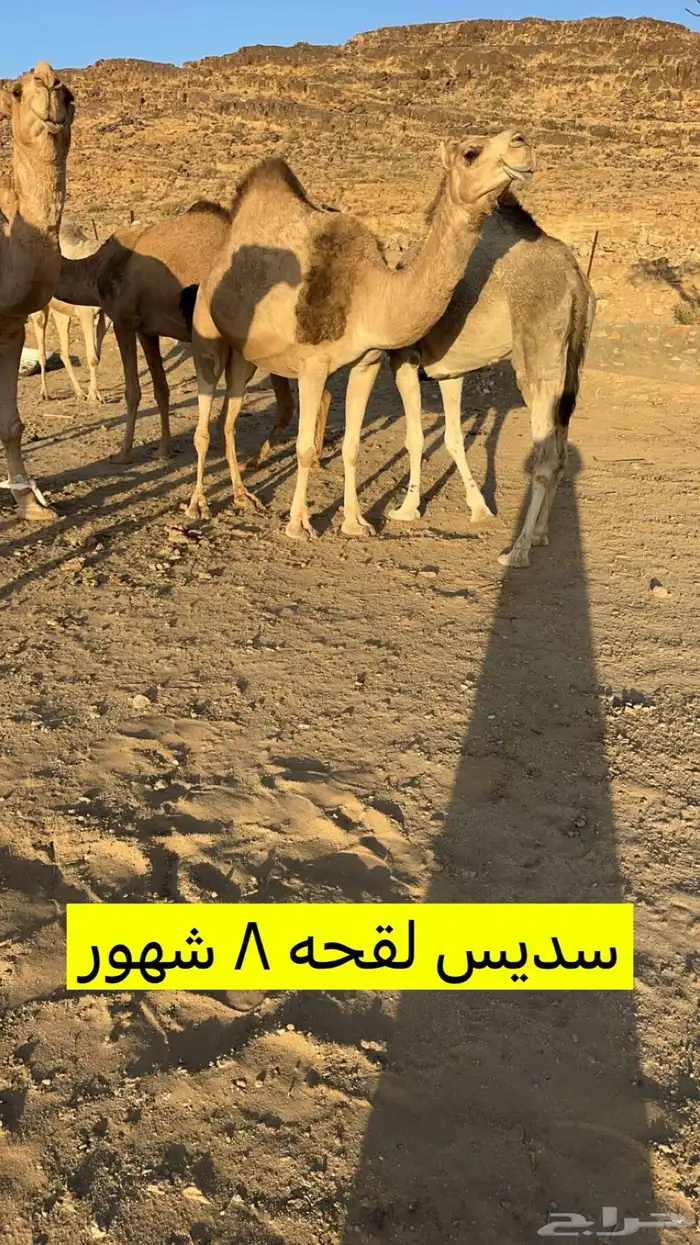 للبيع 5من الابل بفحلها 0