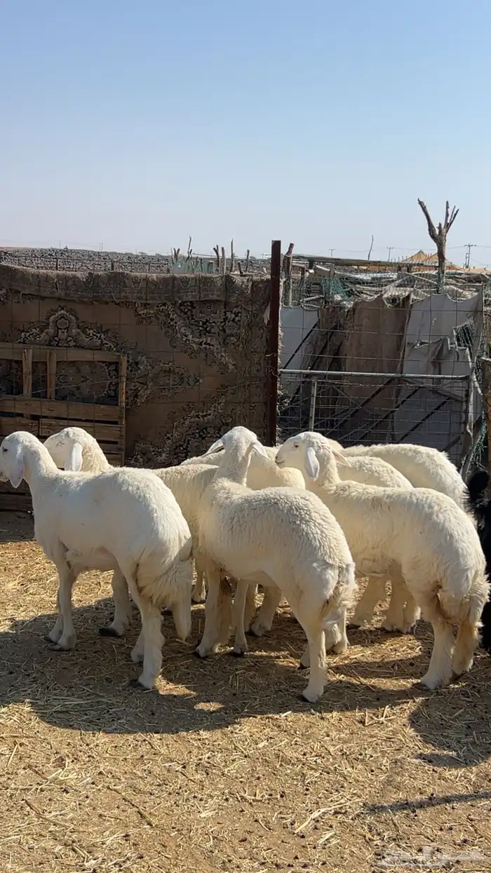 رخال صنف طيبه ( تم البيع ) 1