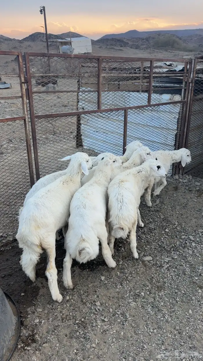 طليان ورخال 2