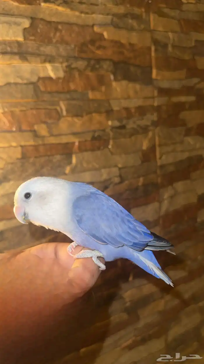 جوز روز الليفين 1