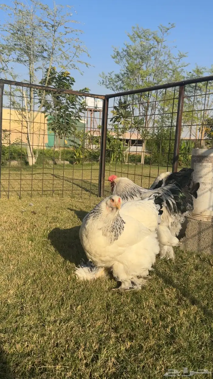 للبيع طقم دجاج براهما 2