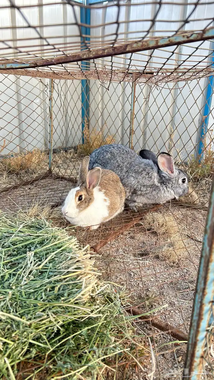 ارانب للبيع 6