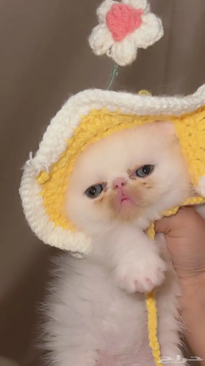 اكزوتيك شورت هير للبيع 0