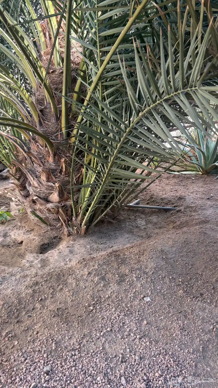 نخل للبيع 2