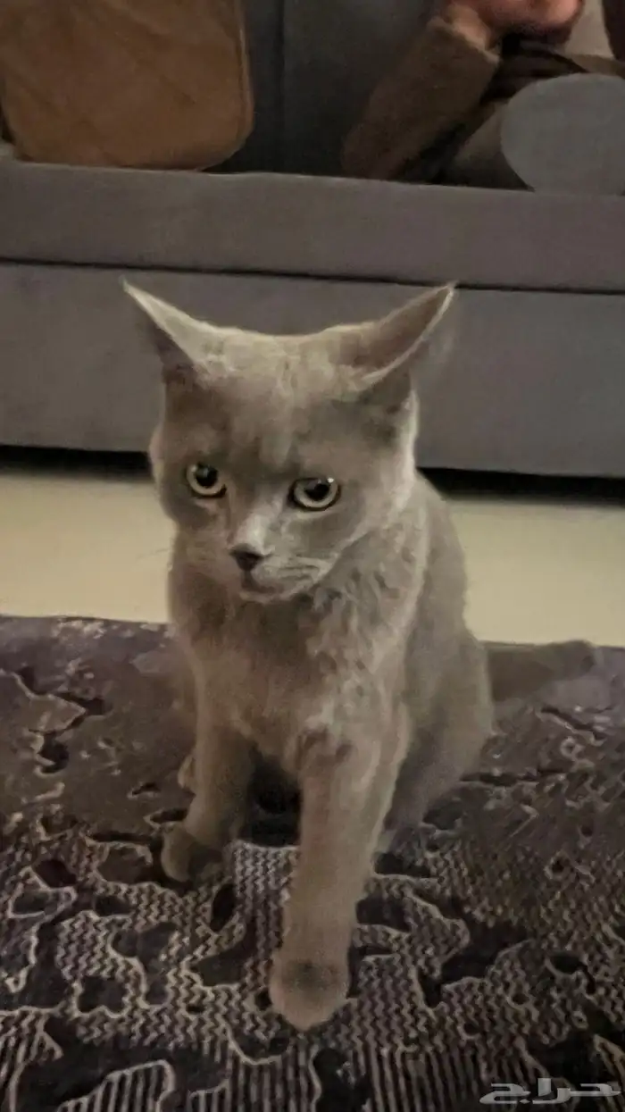 قط للتبني 2