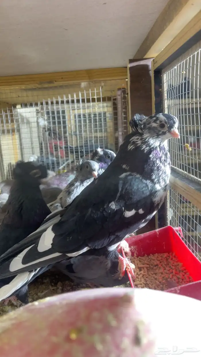 اجواز قنادي 0