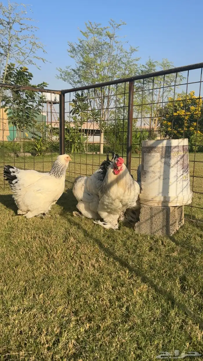 للبيع طقم دجاج براهما 1