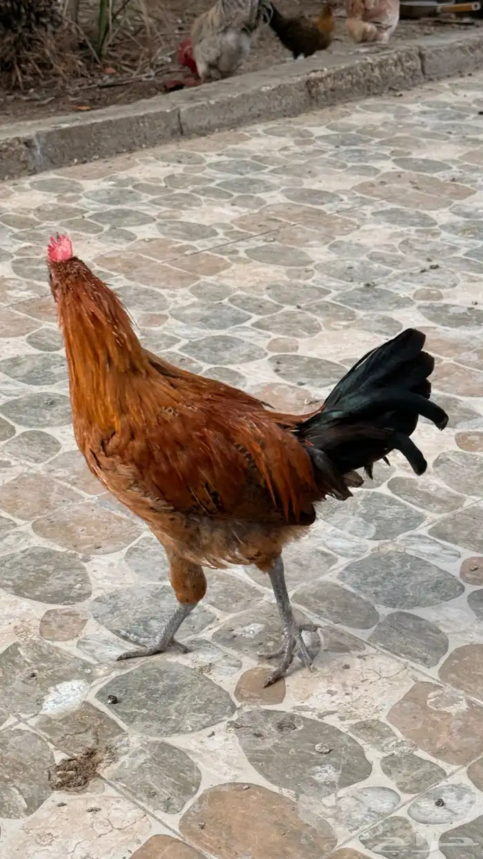 دجاج للبيع 3