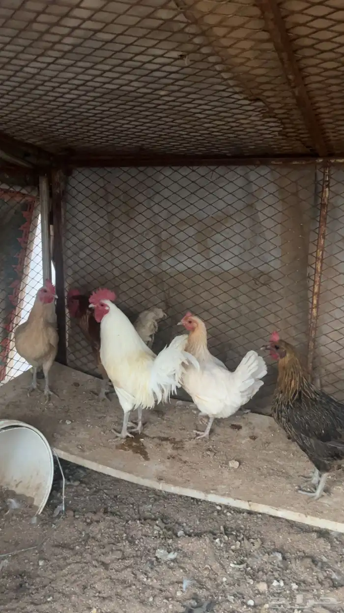 للبيع دجاج 2