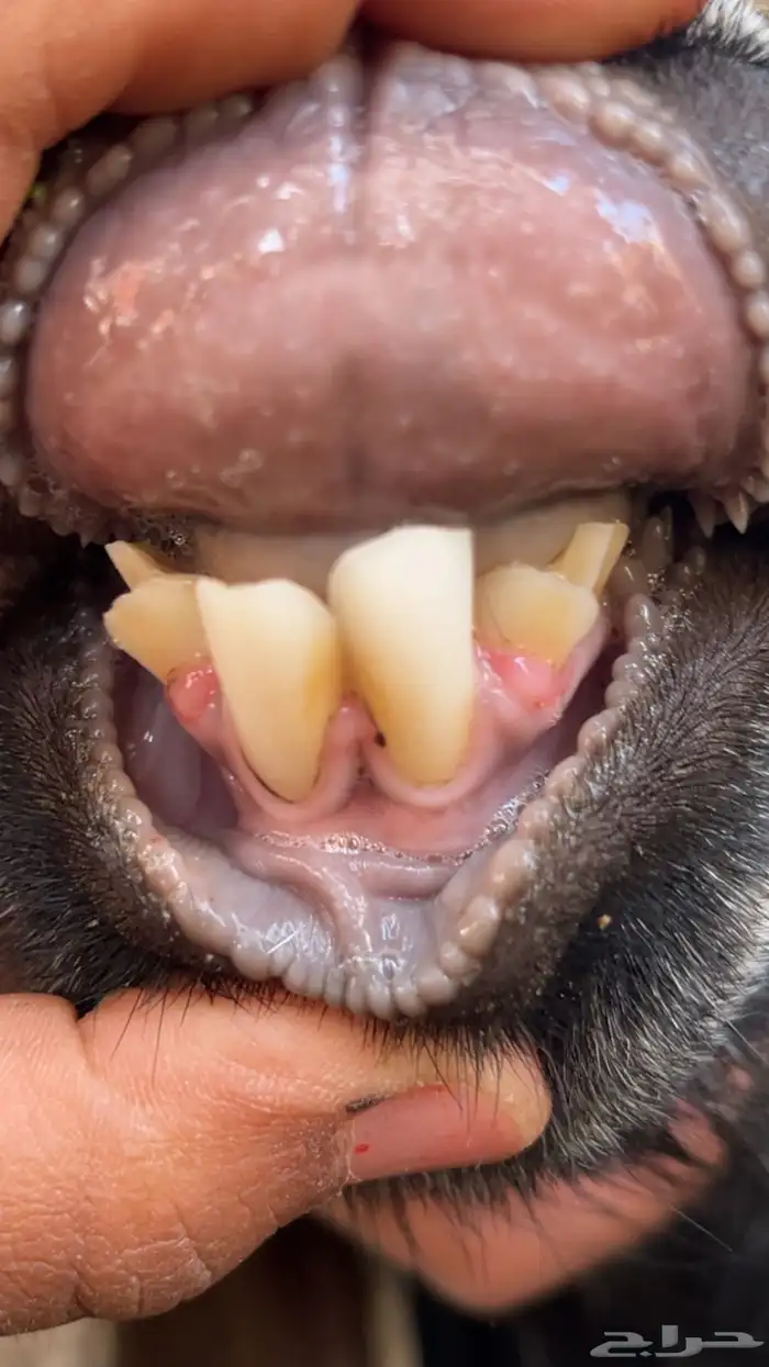 معزاء مضاريع اشهور طيبات بالحيل العدد 4 التواصل واتساب مقطع 0