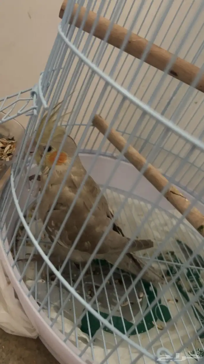 كروان انثى للبيع 2