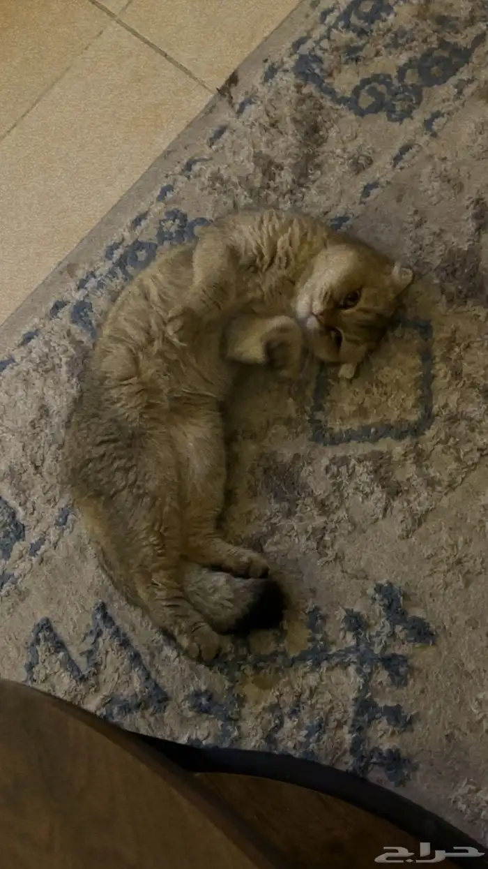 للبيع قطة سكوتش ستريت شانشيلا 1