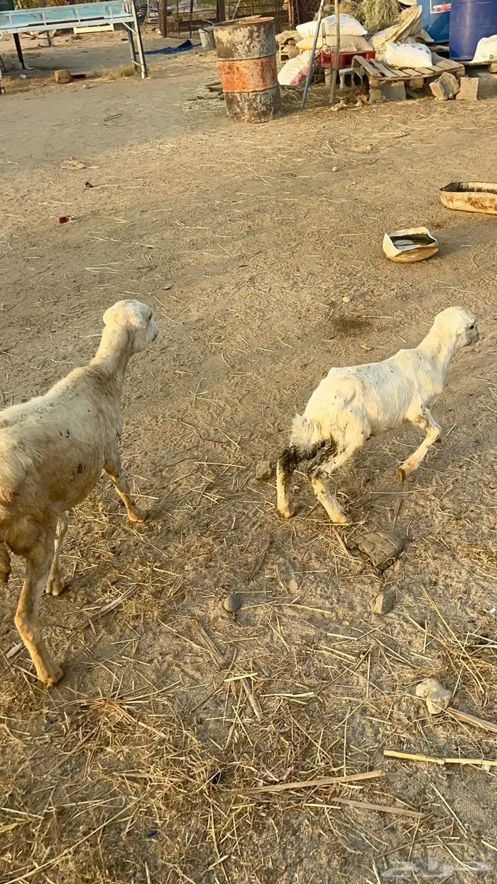 نعجه منتوج 6