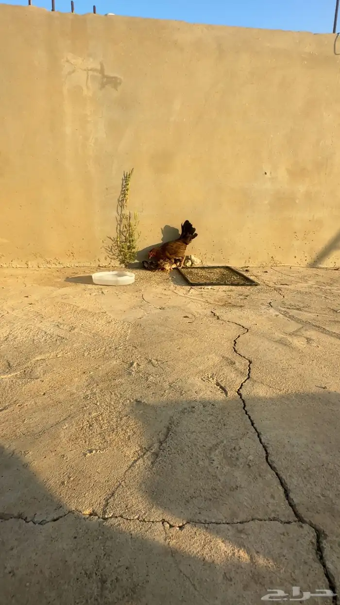 دجاجه بلدي 2