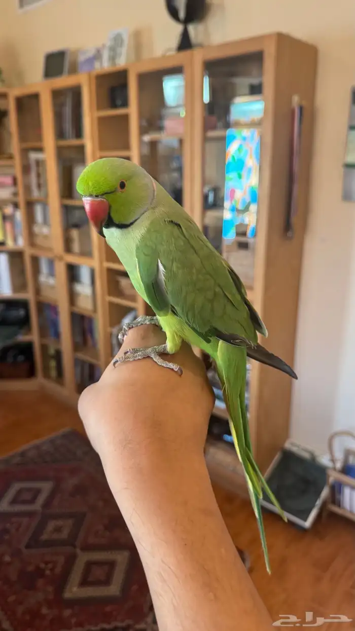 ذكر درة اليف 2