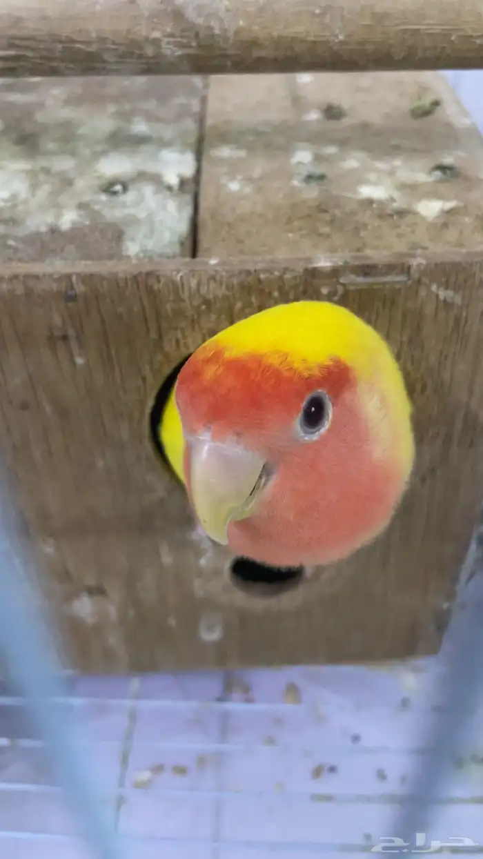 طيز روز للبيع 1