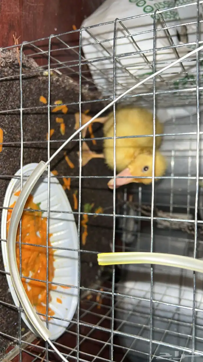 بط صغيرة أليفة 2