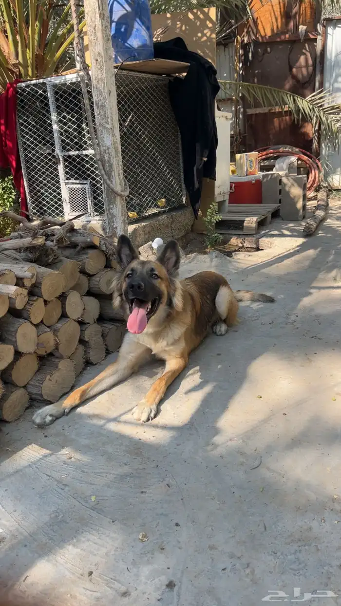 كلب حراسه 2
