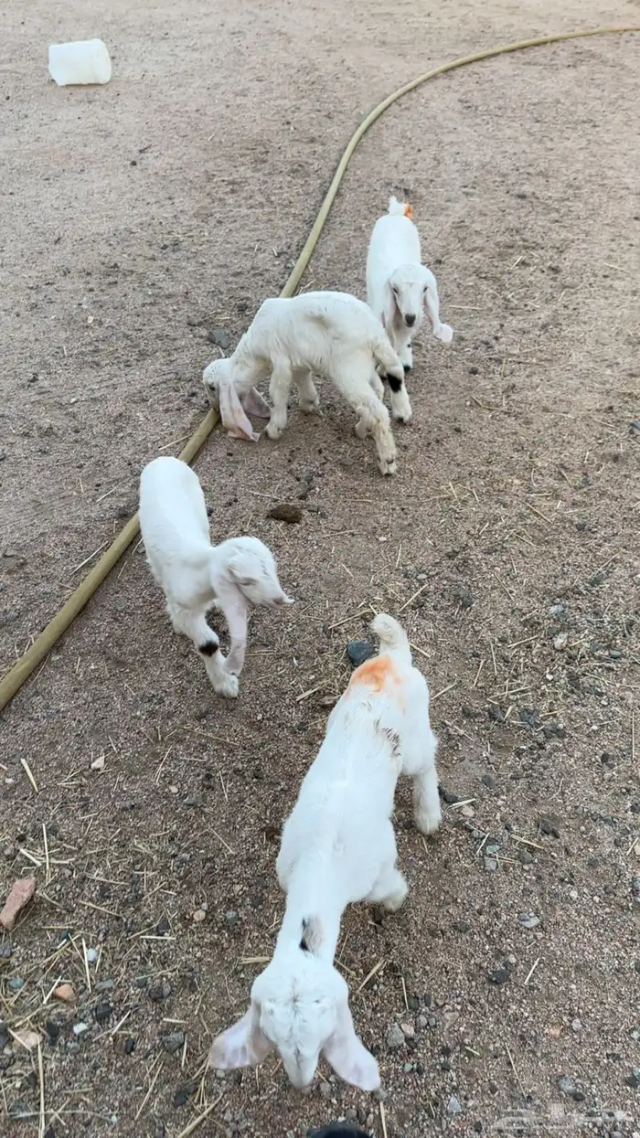 دواغير تيوس وجفرات 0