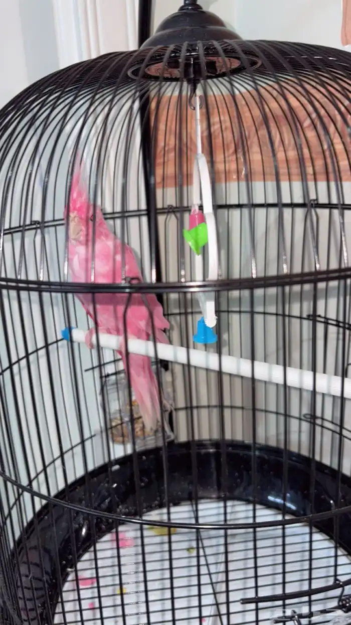 كروان البينو 4 شهور 2