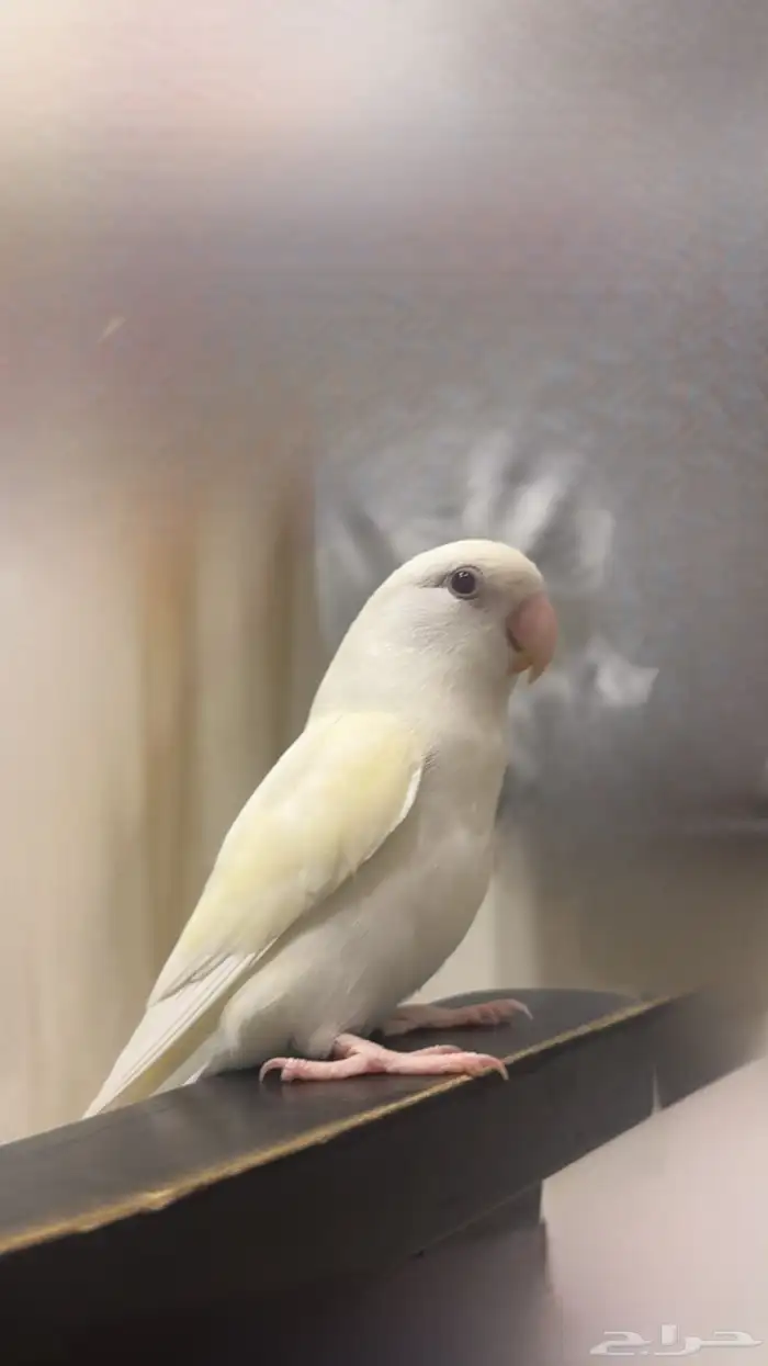 جوز روز الليفين 0