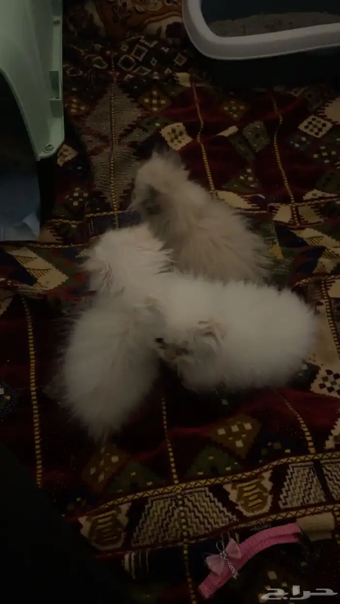 عندي قطط عمر شهرين ويعرفون للحمام والاكل 2