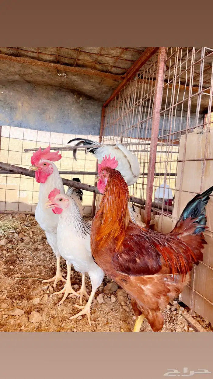 ديك فرنسي وسوسيكس 0