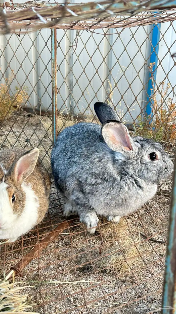 ارانب للبيع 4