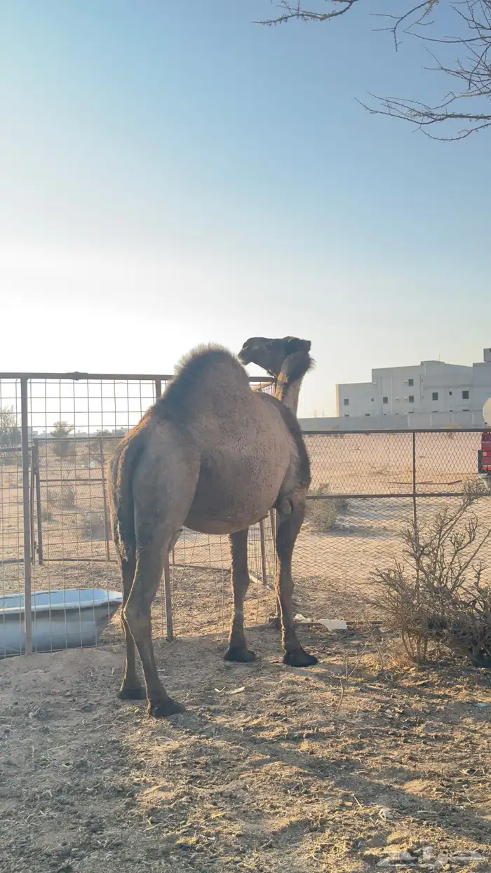 ناقه صفرا لقحه 0