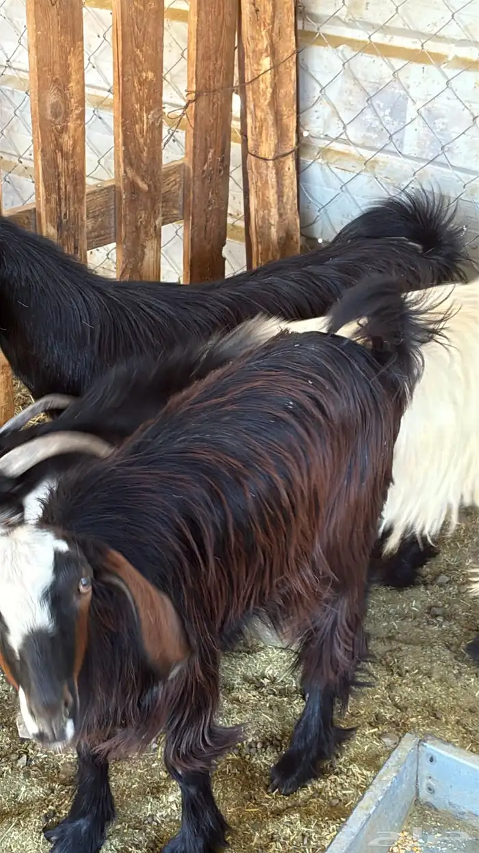 تيوس مخاصي وطليان حريه 2