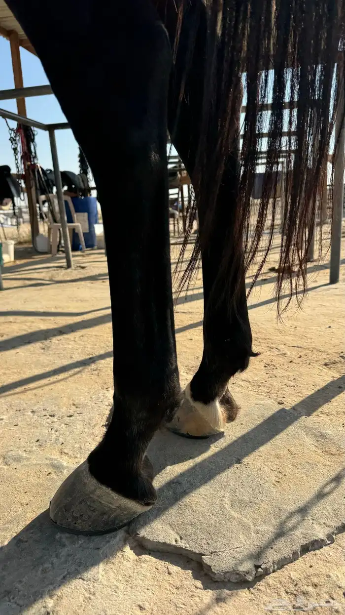 حصان شعبي كوميت 2