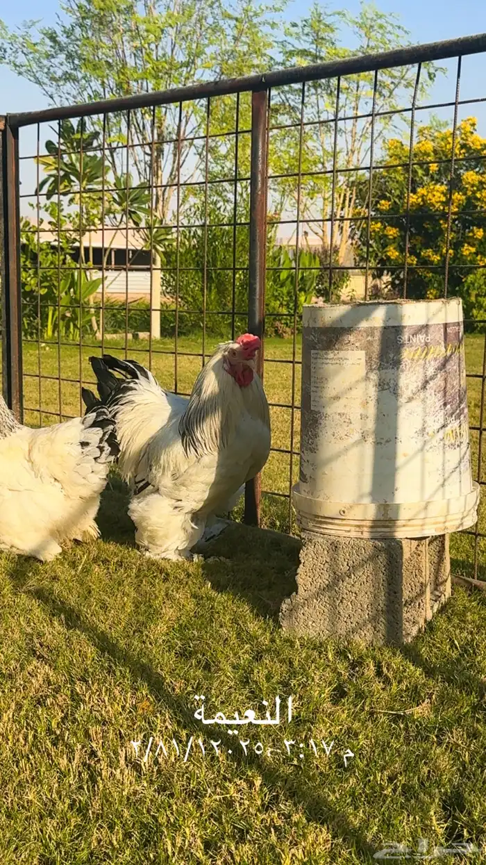 للبيع طقم دجاج براهما 5