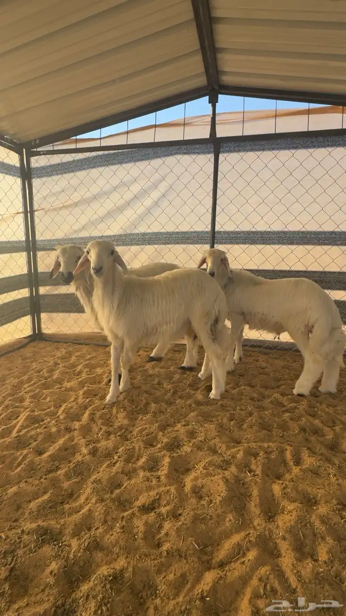 خرفان صفر بلديات مشروطه نظافه وسمان 1