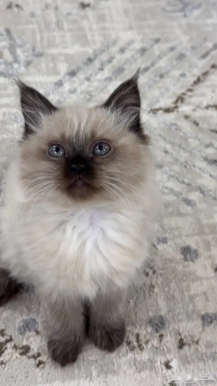 كيتن همالايا للبيع 12