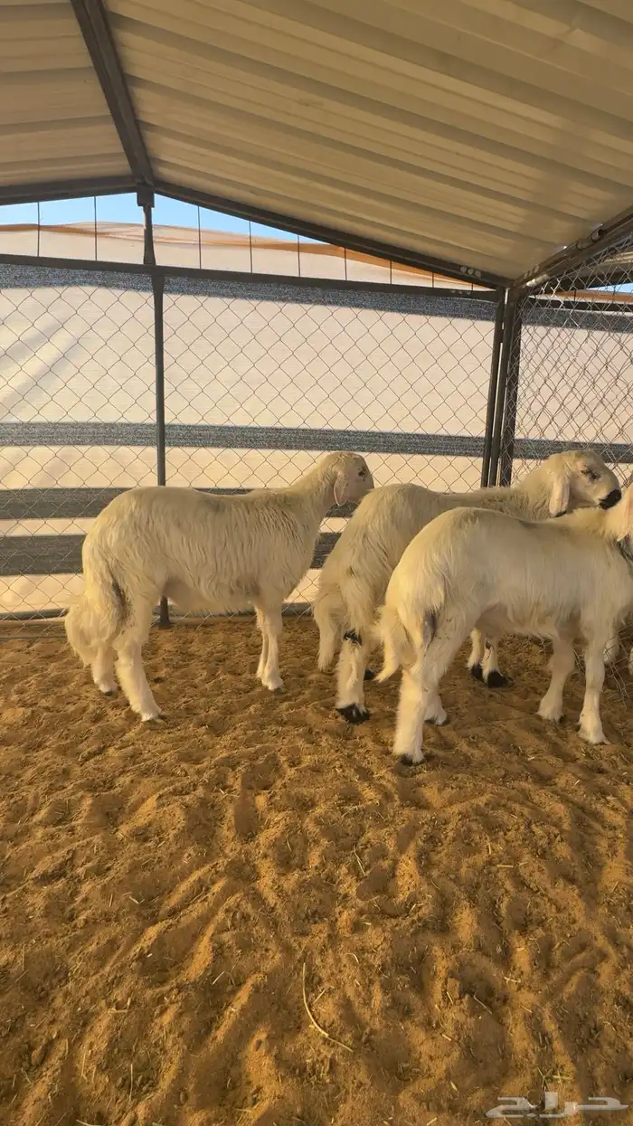 خرفان صفر بلديات مشروطه نظافه وسمان 4