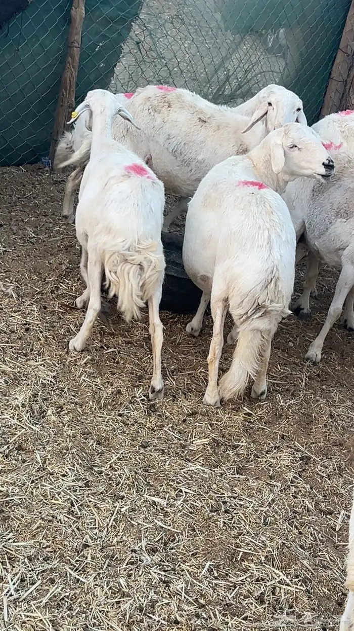 حريات دفيع على الشرط 2