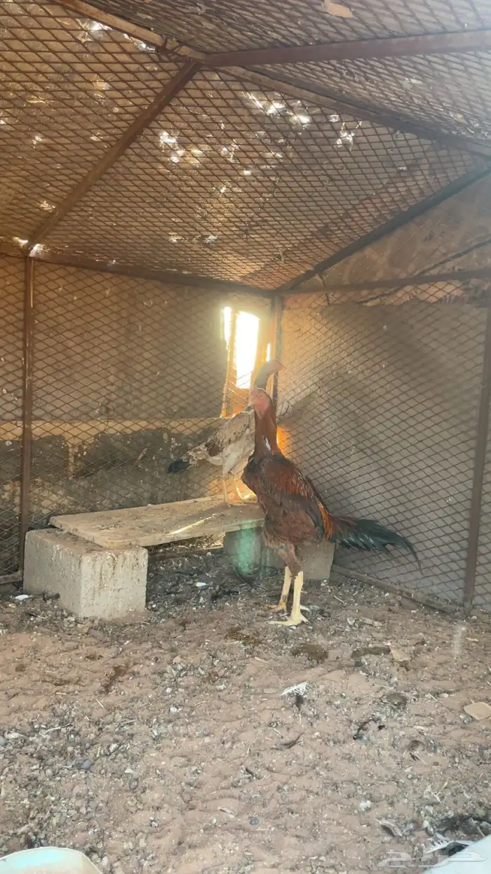 ديك ودجاجه باكستاني 0