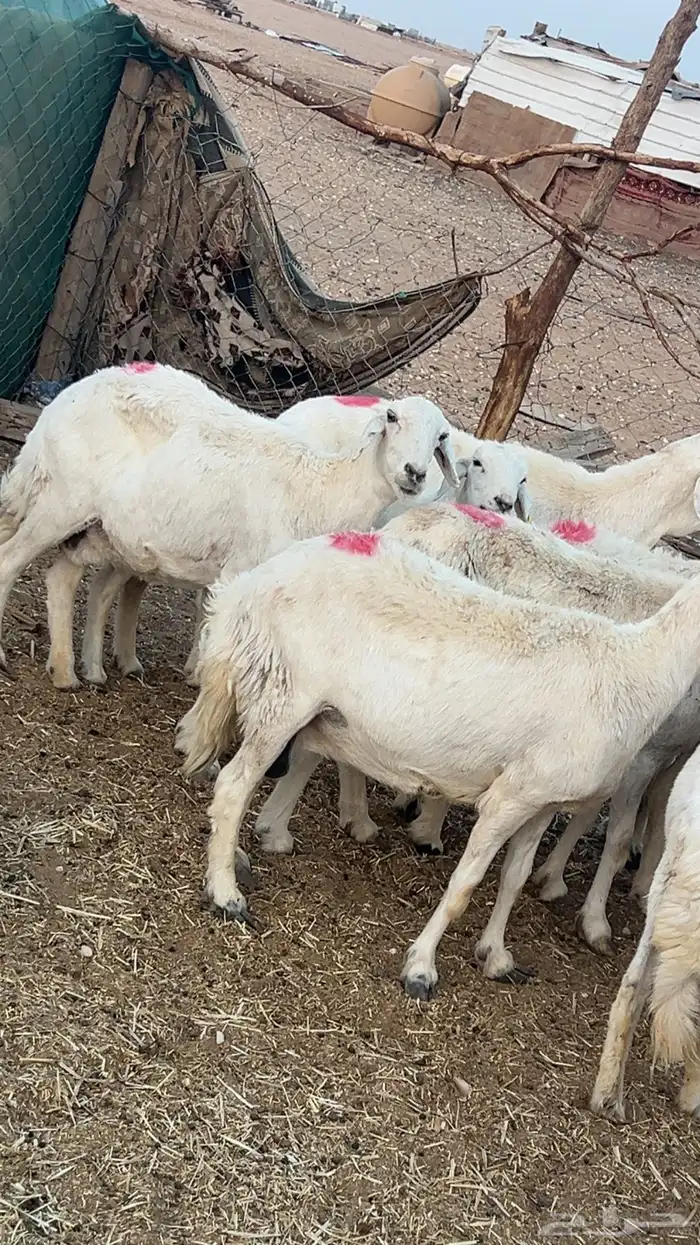 حريات دفيع على الشرط 3