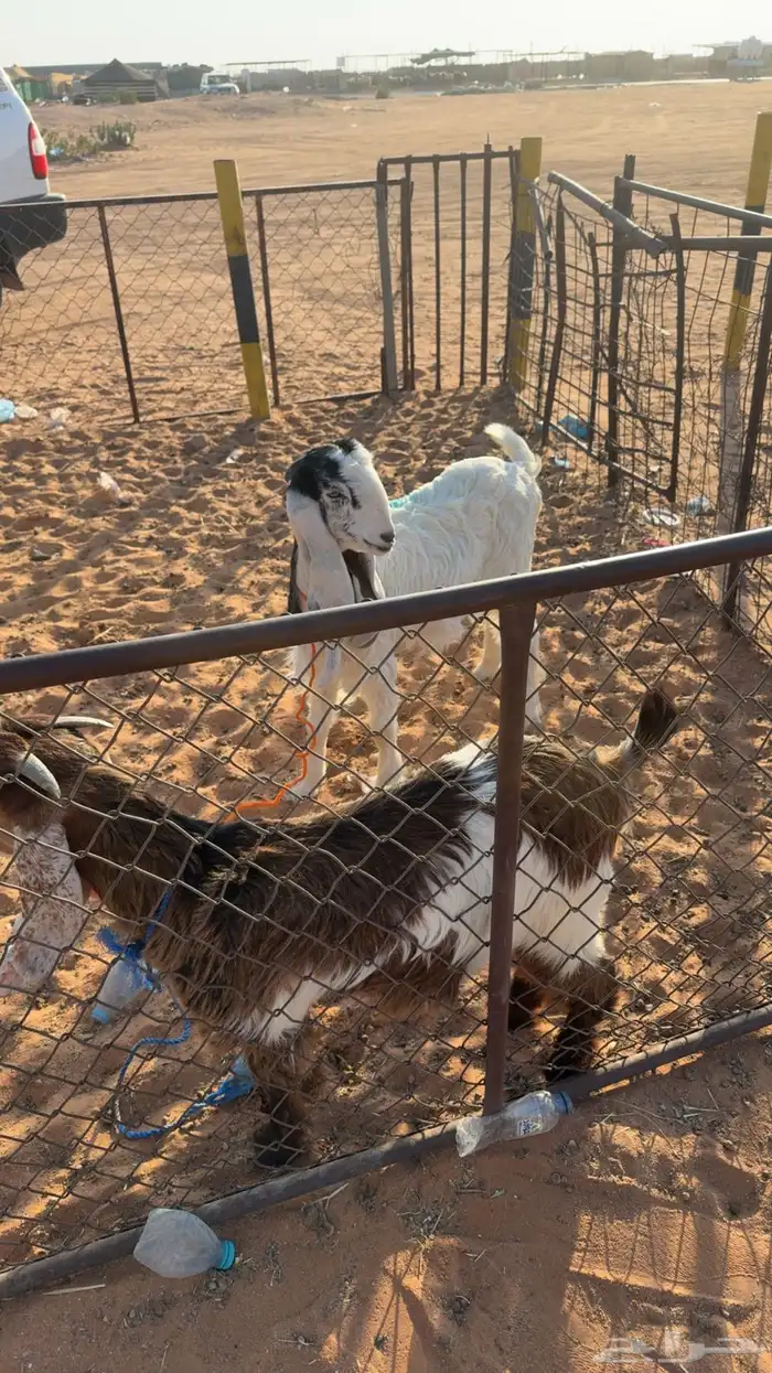 عنق سمان ذبايح 2