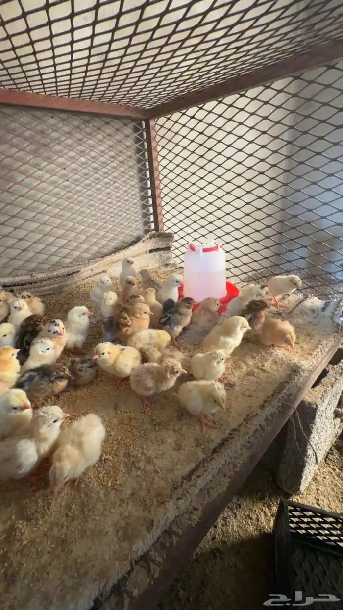 صوص بلدي تم البيع 2