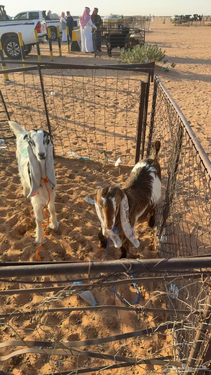 عنق سمان ذبايح 5