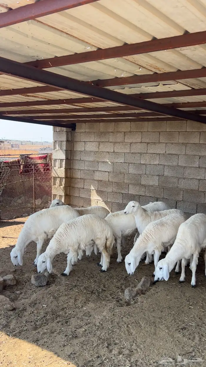 رخال صنف طيبه ( تم البيع ) 3