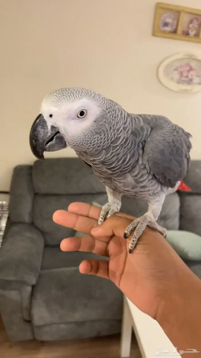 كاسكو هولندي محجل متكلم بالوجه طفرة الريش الناعم 0