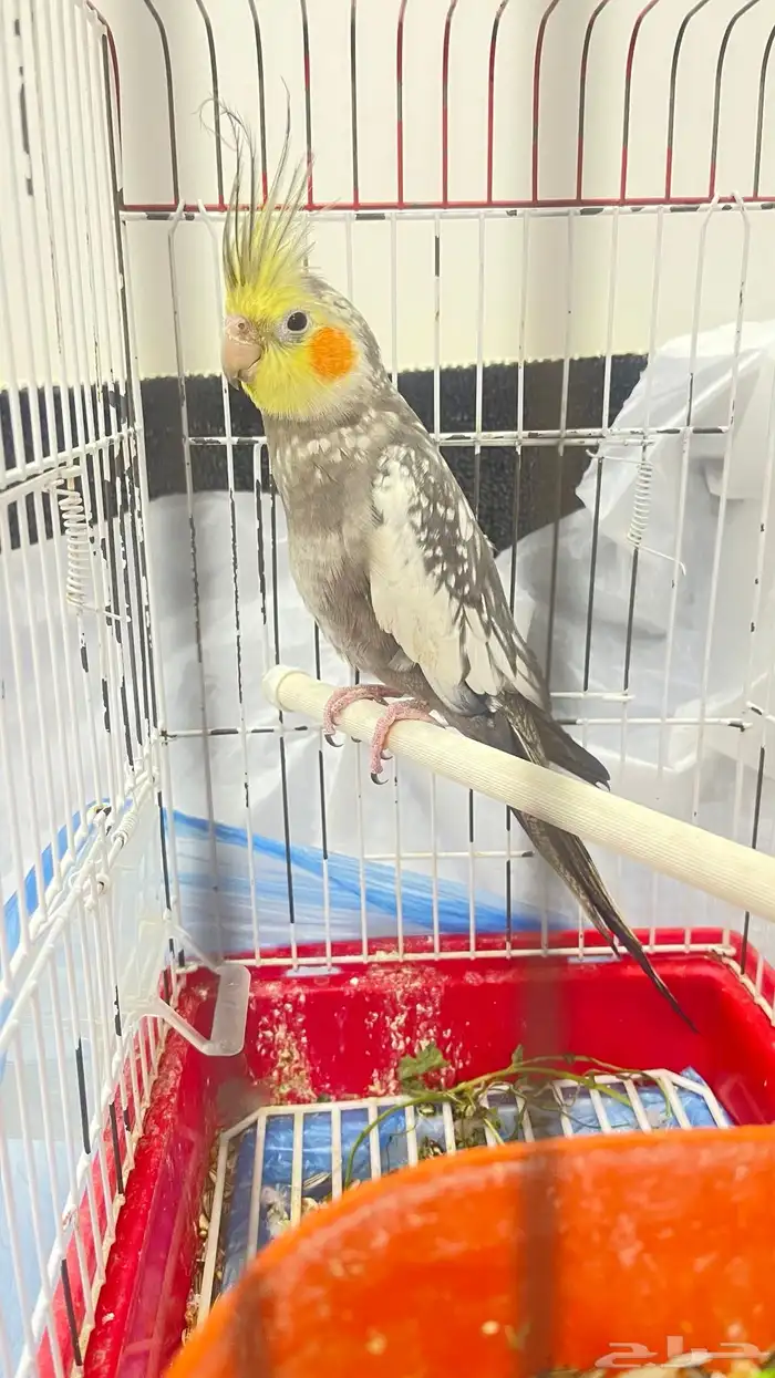 انثى كروان 0