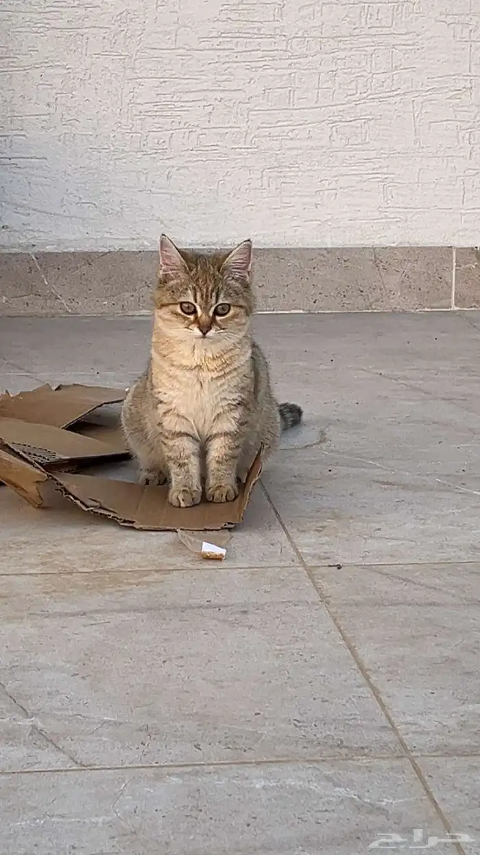 قطط تبني 3